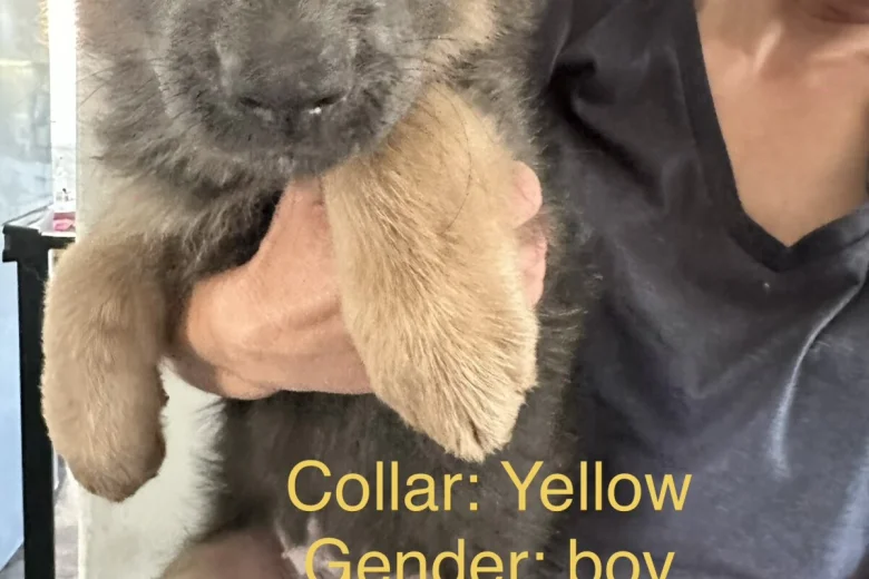 German Shepherd (Alsatian)