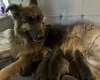 German Shepherd (Alsatian)