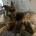 German Shepherd (Alsatian)