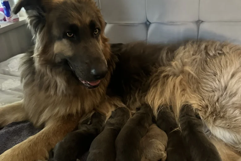 German Shepherd (Alsatian)