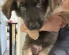 German Shepherd (Alsatian)