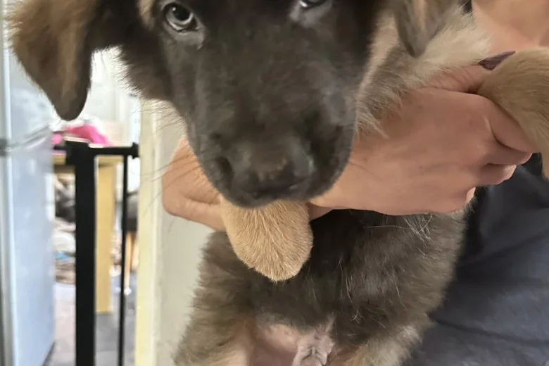 German Shepherd (Alsatian)