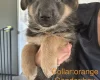 German Shepherd (Alsatian)