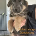 German Shepherd (Alsatian)
