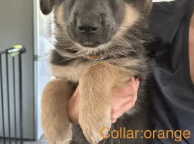 German Shepherd (Alsatian)