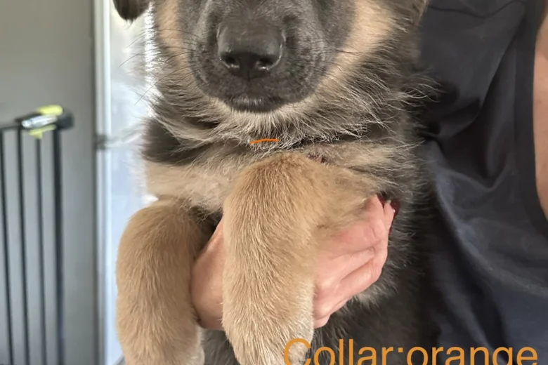 German Shepherd (Alsatian)