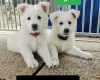 White Swiss Shepherd Dog