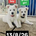 White Swiss Shepherd Dog