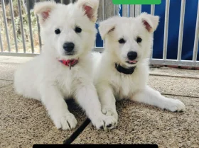White Swiss Shepherd Dog