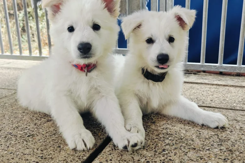 White Swiss Shepherd Dog