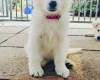 White Swiss Shepherd Dog