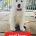 White Swiss Shepherd Dog