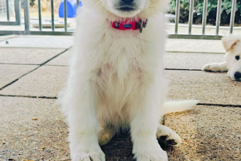 White Swiss Shepherd Dog