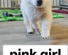 White Swiss Shepherd Dog