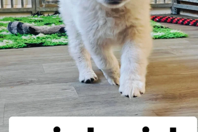 White Swiss Shepherd Dog