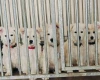 White Swiss Shepherd Dog