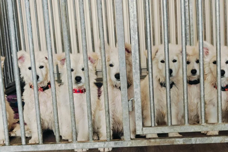 White Swiss Shepherd Dog