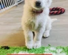 White Swiss Shepherd Dog