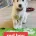 White Swiss Shepherd Dog