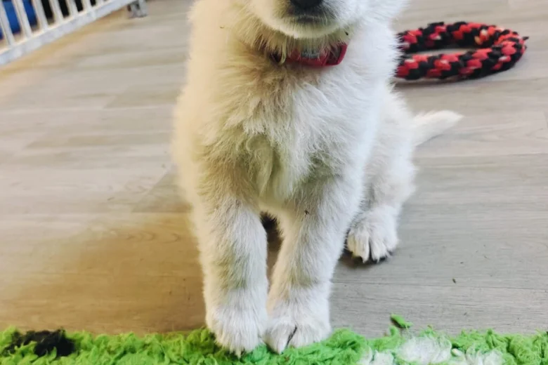 White Swiss Shepherd Dog