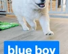 White Swiss Shepherd Dog