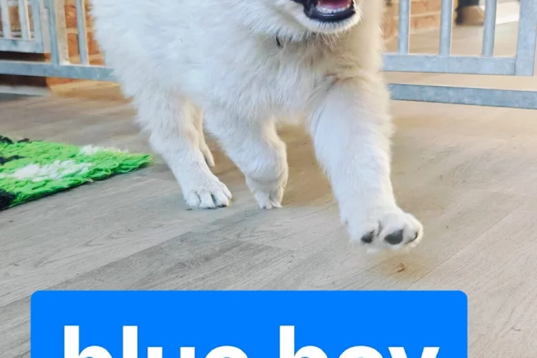White Swiss Shepherd Dog