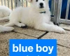 White Swiss Shepherd Dog