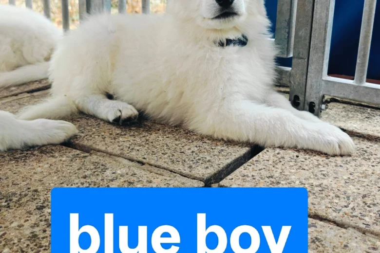 White Swiss Shepherd Dog