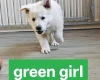 White Swiss Shepherd Dog