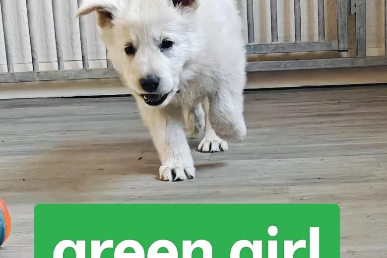 White Swiss Shepherd Dog