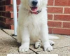 White Swiss Shepherd Dog