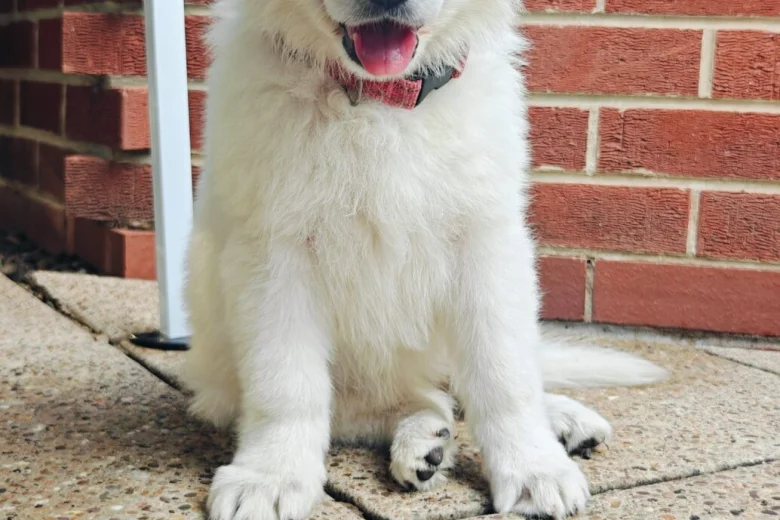 White Swiss Shepherd Dog