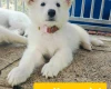 White Swiss Shepherd Dog