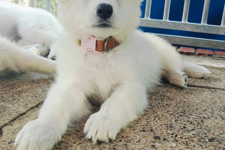 White Swiss Shepherd Dog