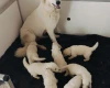 White Swiss Shepherd Dog