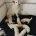 White Swiss Shepherd Dog