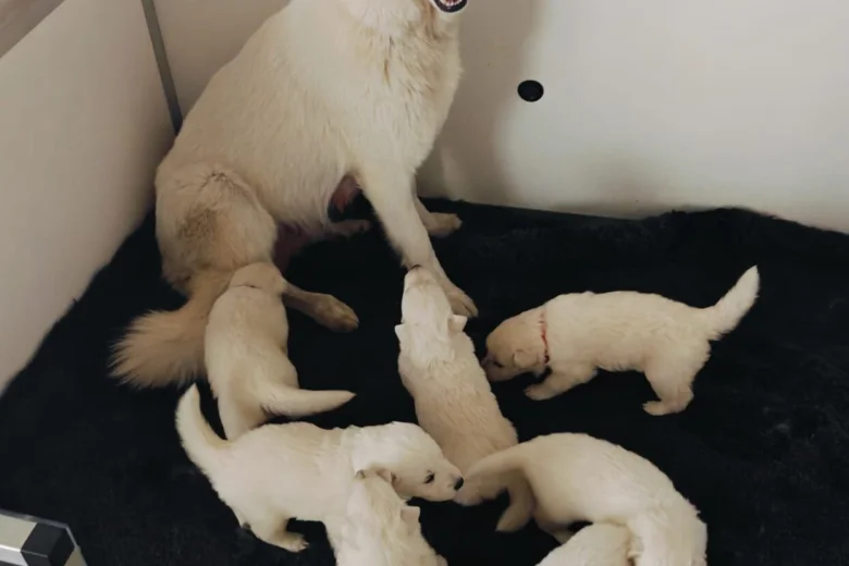 White Swiss Shepherd Dog