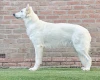 White Swiss Shepherd Dog