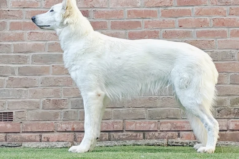 White Swiss Shepherd Dog