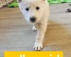 White Swiss Shepherd Dog