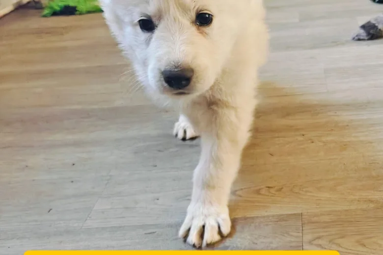 White Swiss Shepherd Dog