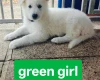 White Swiss Shepherd Dog