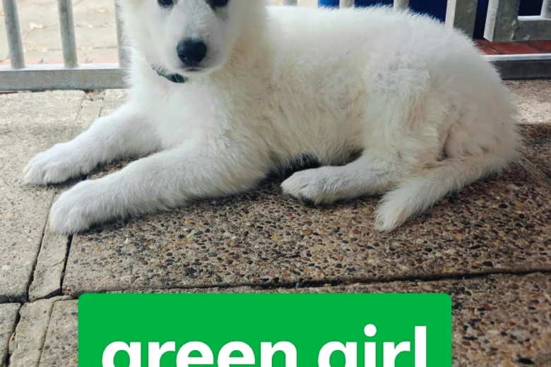 White Swiss Shepherd Dog