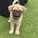 Pug