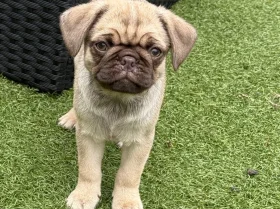 Pug