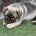 Pug