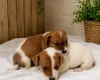 Jack Russell