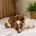 Jack Russell
