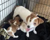 Jack Russell