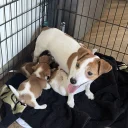 Jack Russell